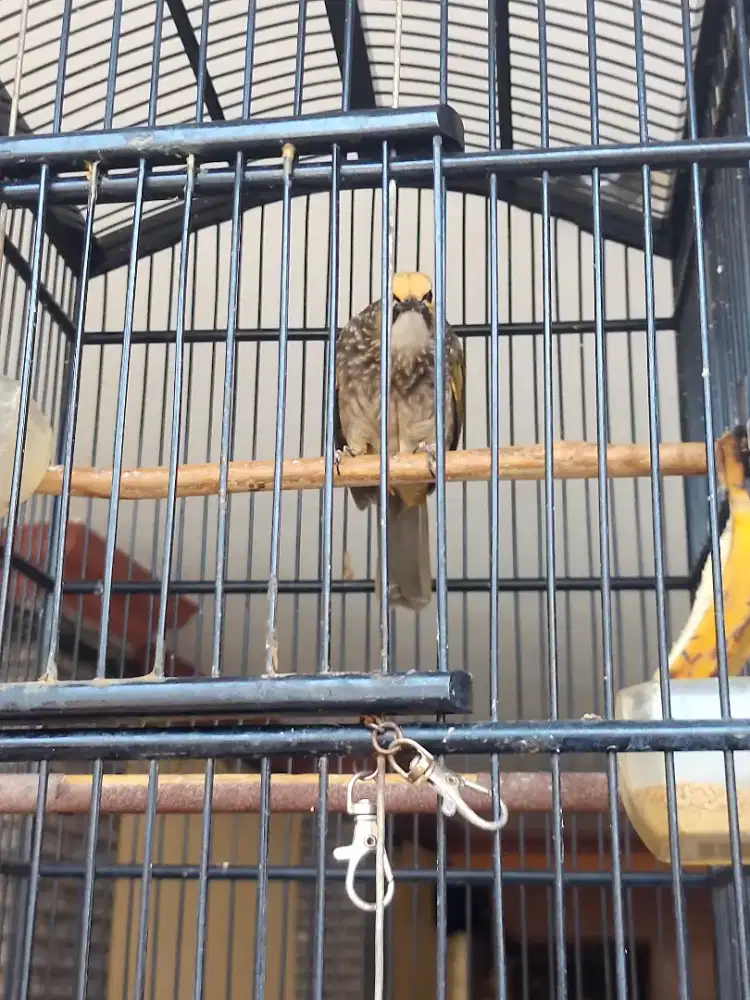 2 burung cucak rowo usia 3 th mata merah