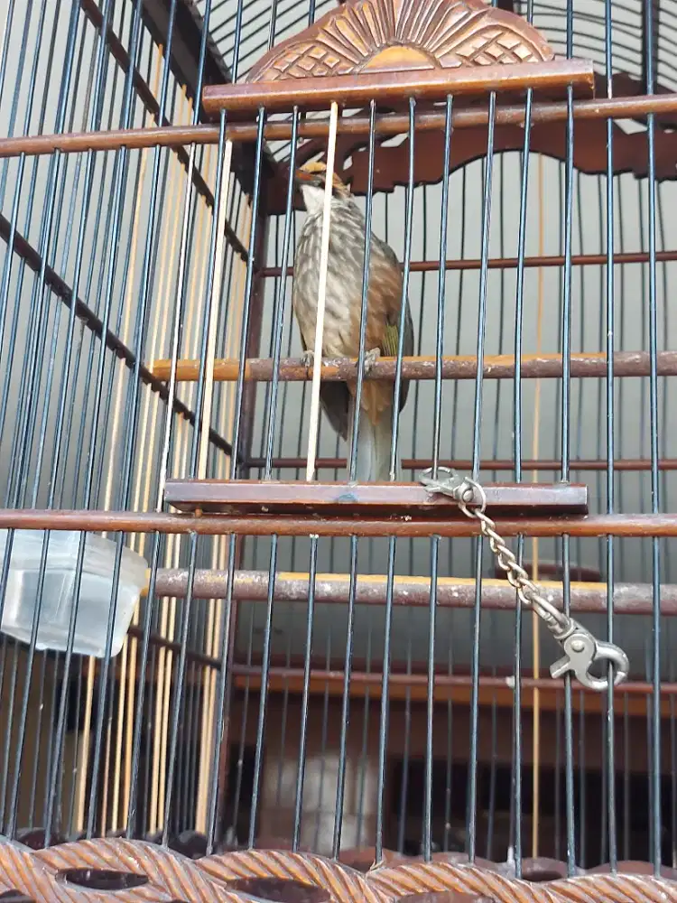 1 burung cucak rowo usia 3 th super gacor