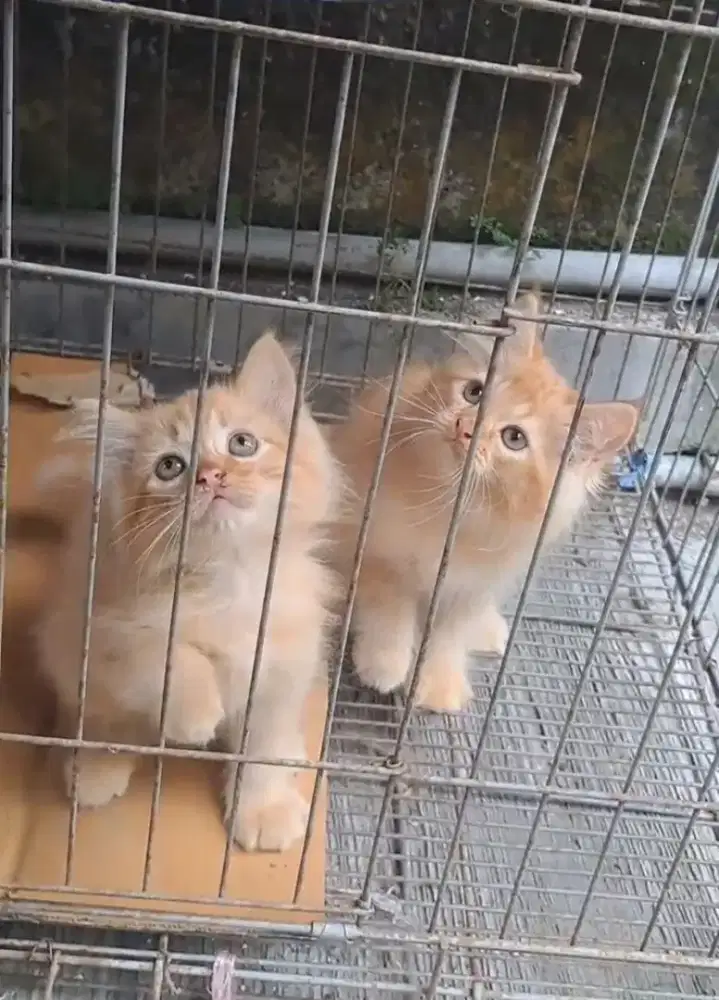 Kitten/Persia/Kitten Persia/Kucing/Persia Medium