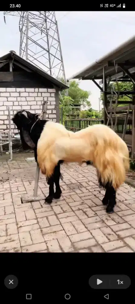 Catering akekah Bagir & Hewan kurban