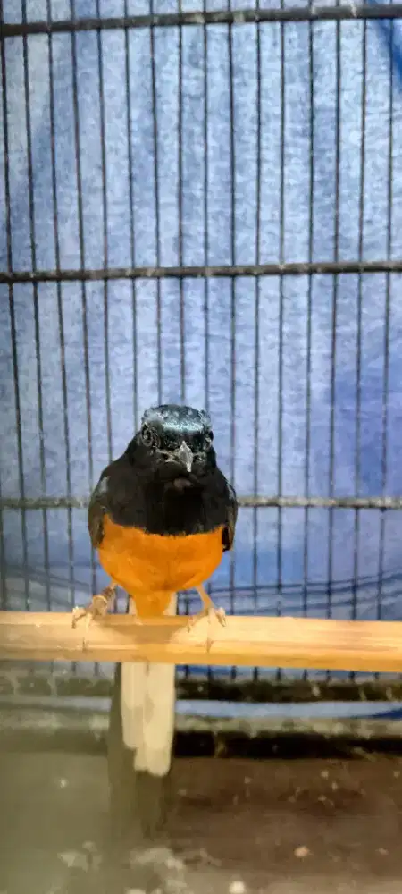 Murai pastol mu merah ke merah