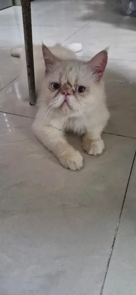 Kucing persia peaknose