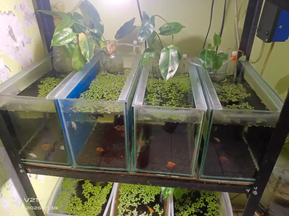 Dijual aquarium 30x15x20