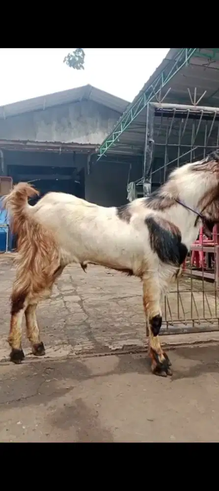 Catering akekah Bagir & Hewan kurban