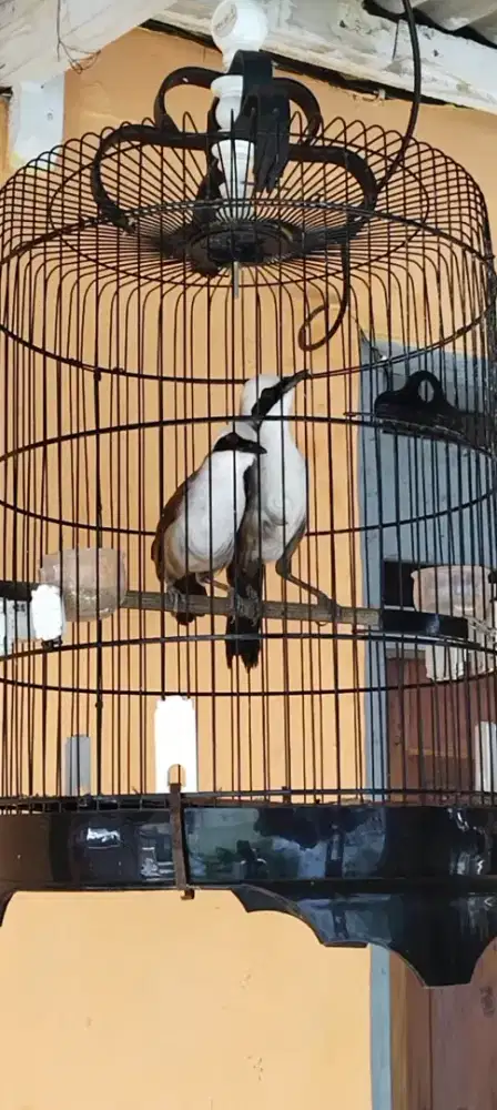 Burung sepasang bige