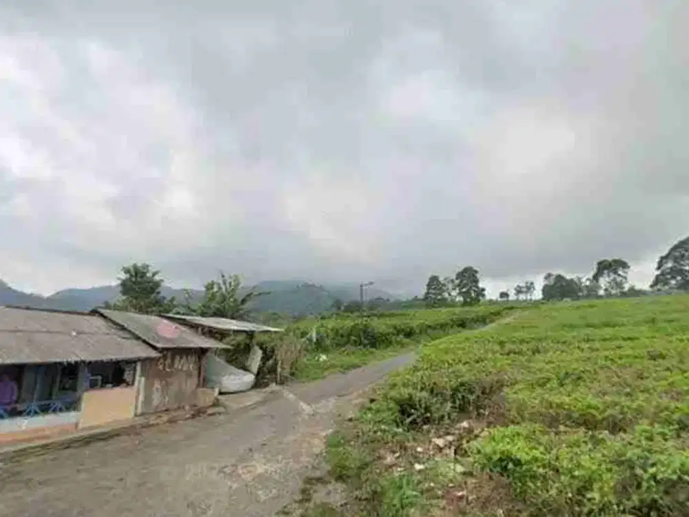 Tanah Dijual Ciater Samping Kebun Teh