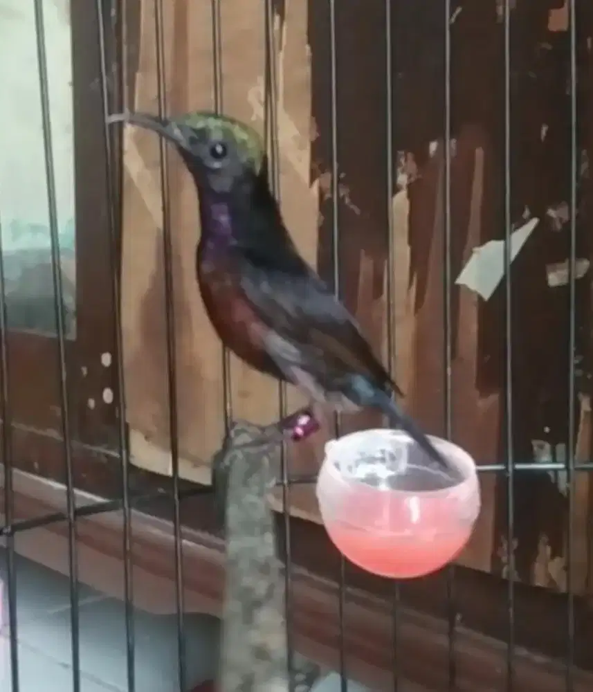 Burung kolibri ninja gacor