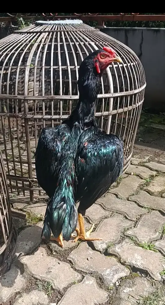 Ayam bangkok muda gress