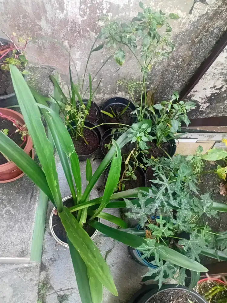 tanaman dan pot gratis