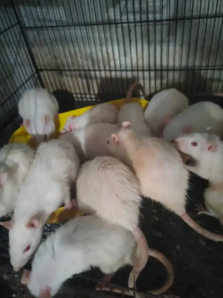 Tikus putih rat dewasa