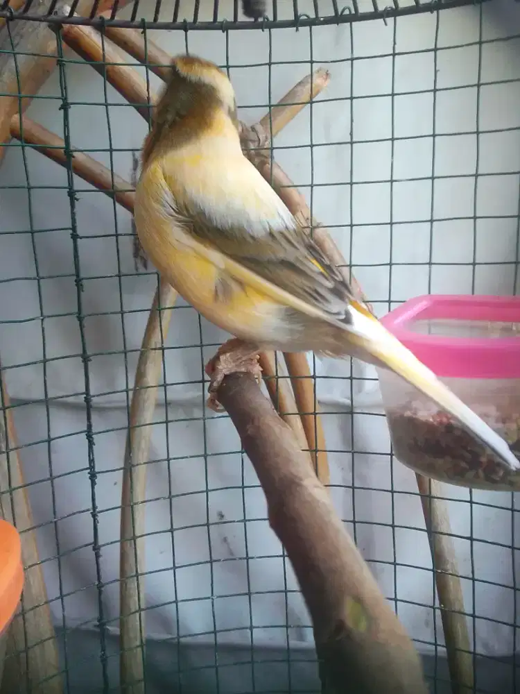 KENARI F1 kaki NYISIK DEKER BEKAS GACORR SEKARANG MANDEK 1 JUTA AJA