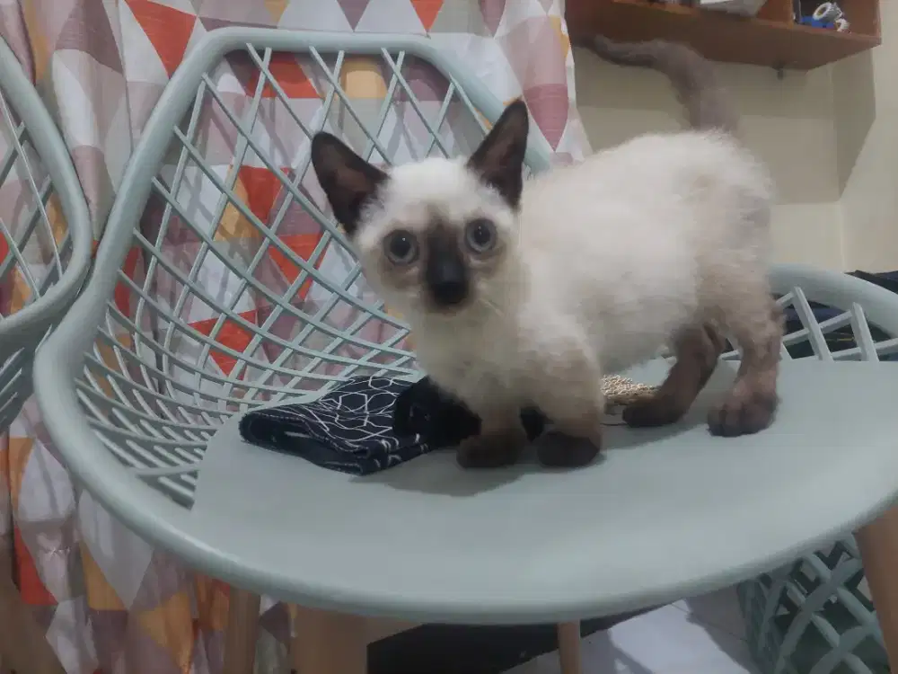 Kucing munchkin cebol himalaya gosong