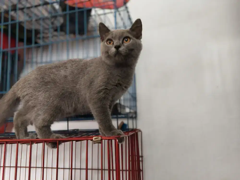Kucing bsh kitten