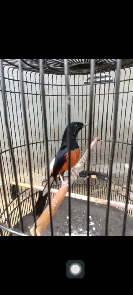 Murai Batu Medan Gacor