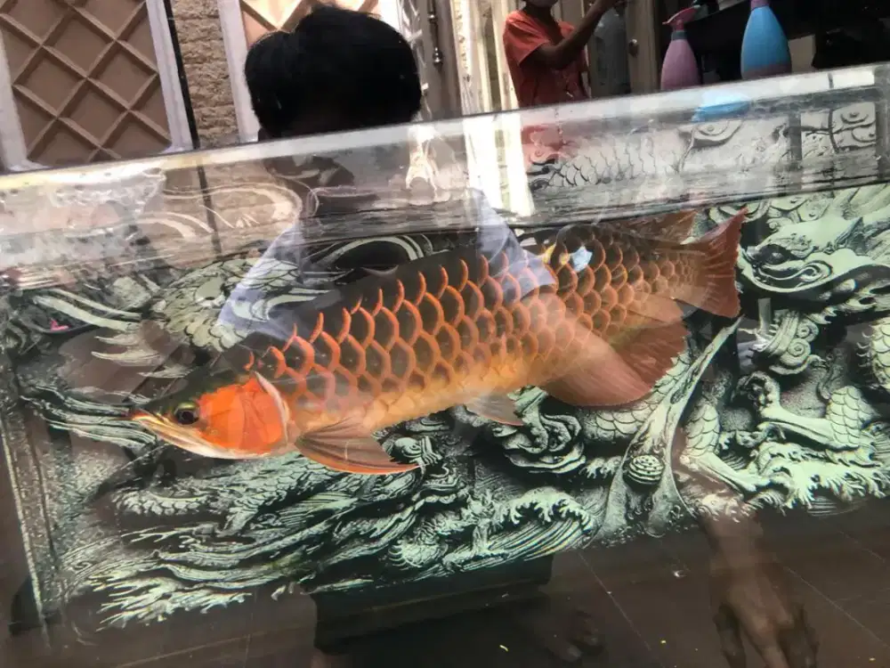 Set aquarium + ikan arwan