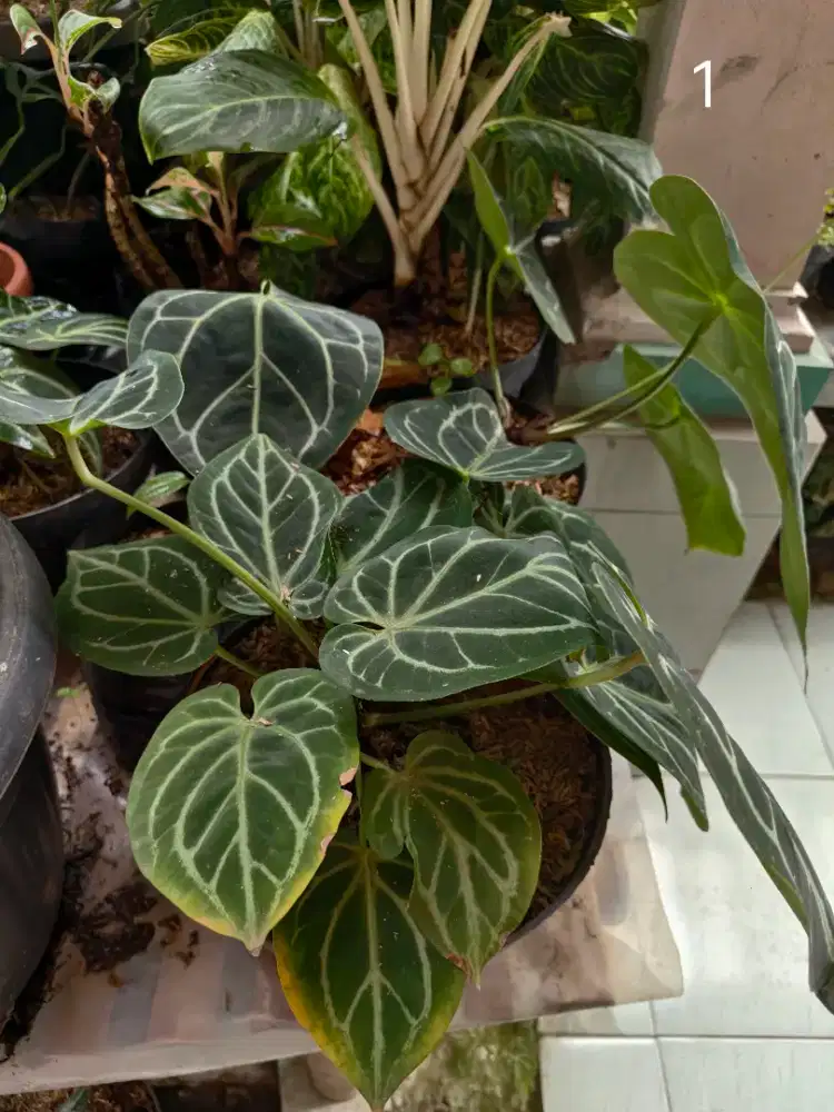 Tanaman hias untuk dekorasi rumah/taman