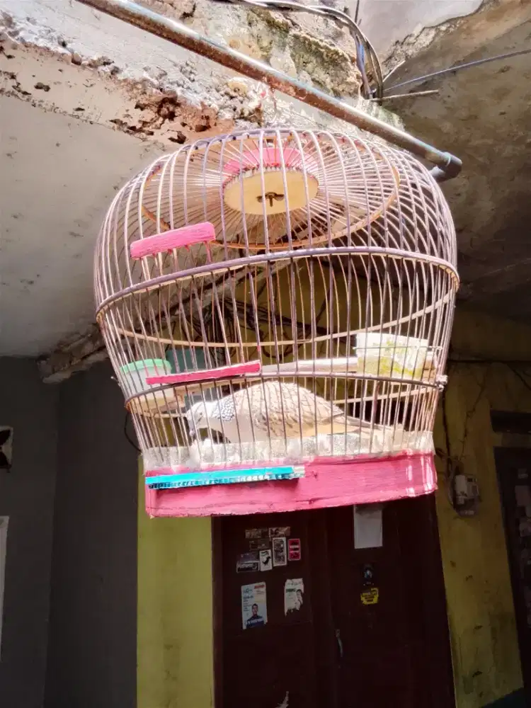 Tekukur jinak total kuk 2 fullset