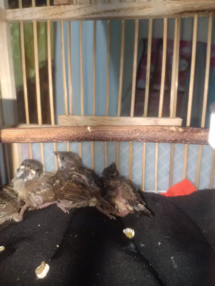 lolohan burung gereja