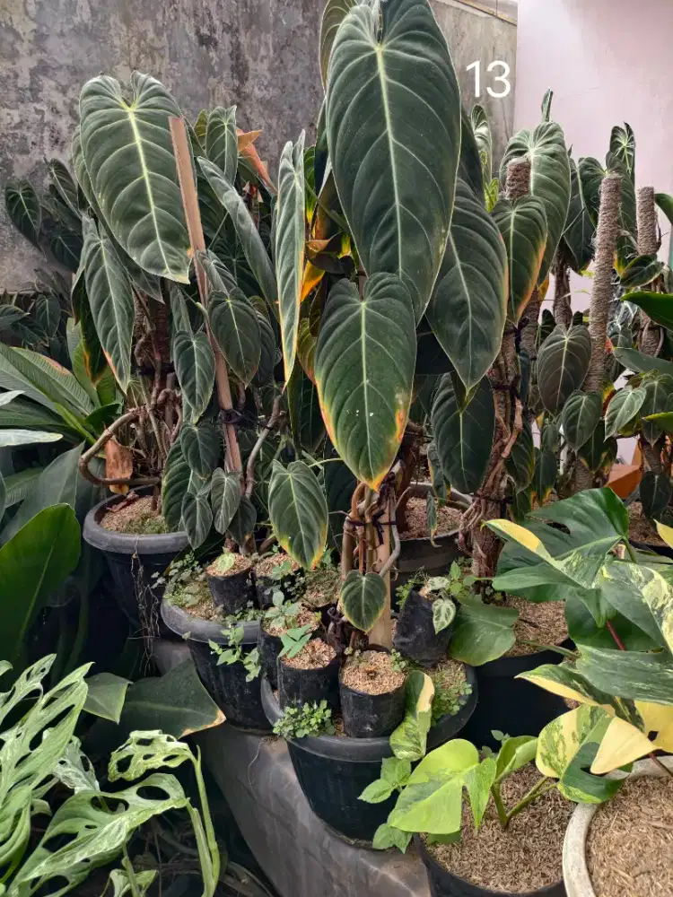 Tanaman hias untuk dekorasi dan taman