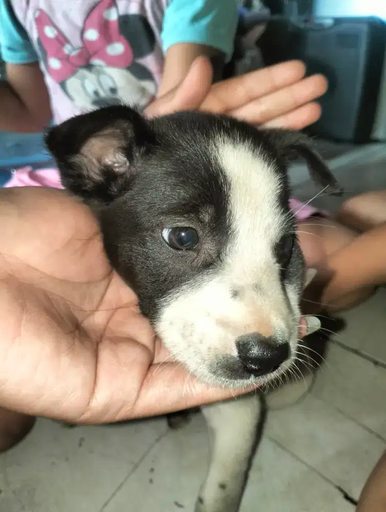 di jual anak anjing