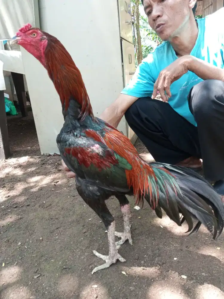 ayam bangkok mangon 7 bln