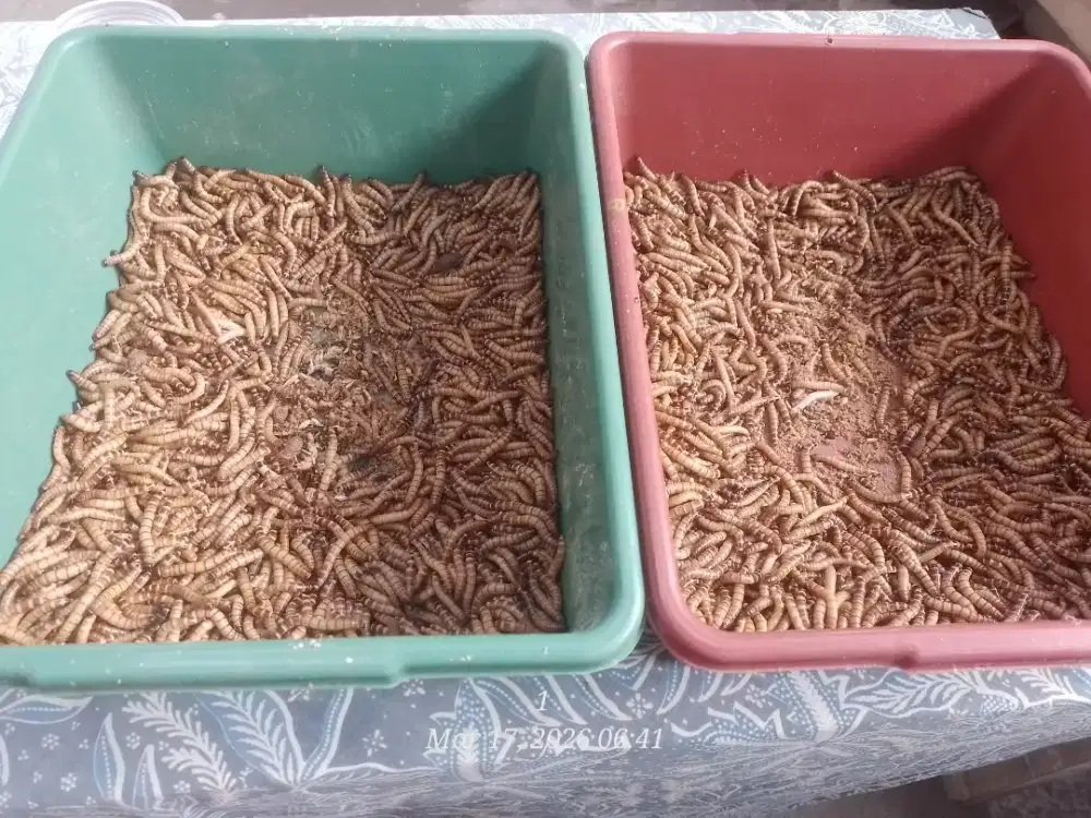 Ulat Jerman untuk pakan atau untuk mancing