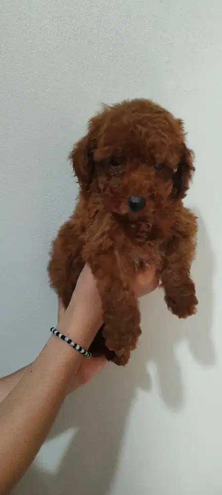 Poodle red betina
