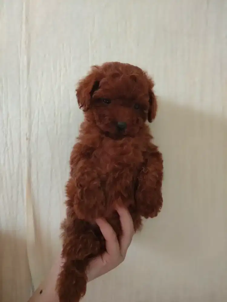 Poodle betina red