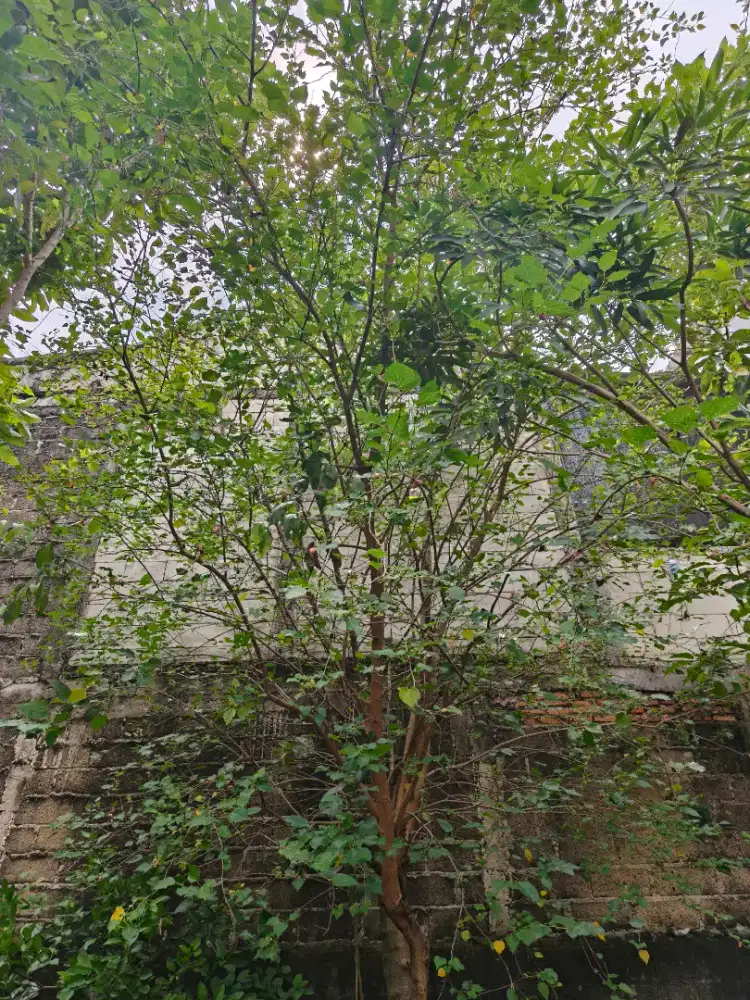 Lowongan Pekerjaan ART