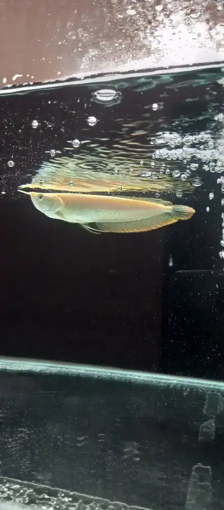 Arwana albino size 22cm