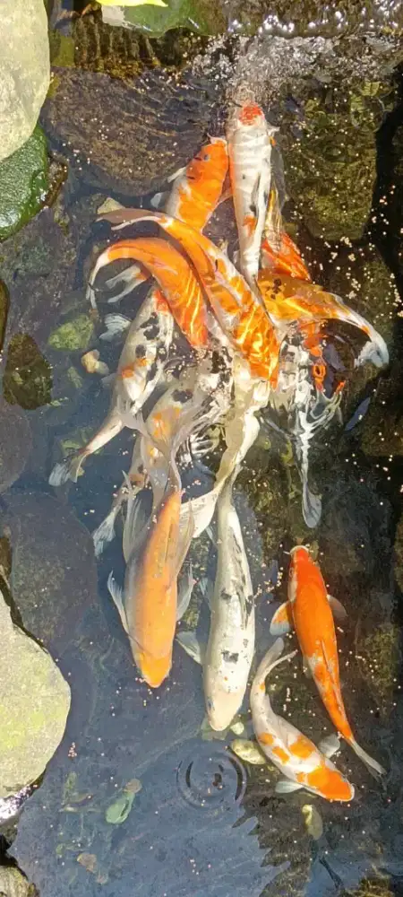 Jual Ikan Koi Sehat Hobi Peliharaan