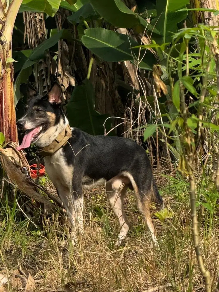Belgian malinois x Kintamani(Bali)