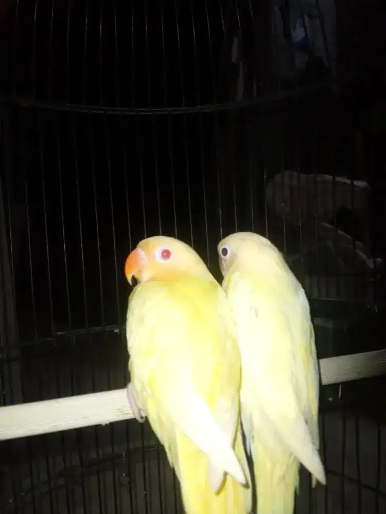 Lovebird sepasang bio aqua ini mm b1//yf x bio aqua ino rm b2//yf
