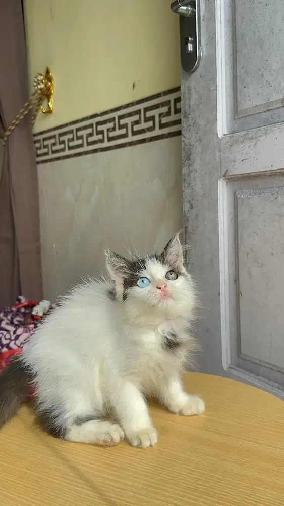 Persia odd eye longhair bulu panjang