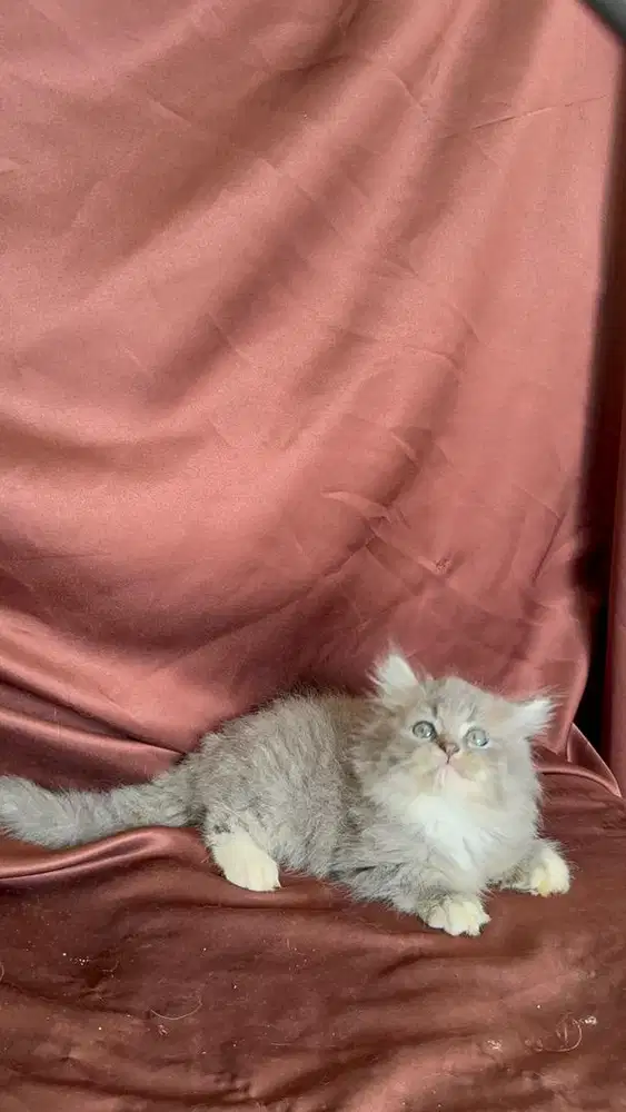 Persia abu warna favorite longhair bulunkapas