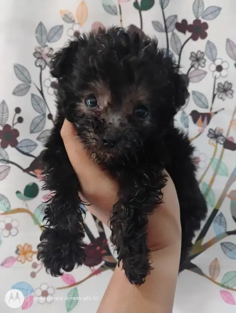 Anjing Tiny Poodle Silver Jantan 1 bulanan