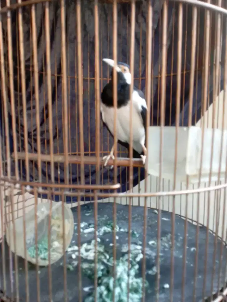 Jalak suren betina usia 2 tahun up fullset