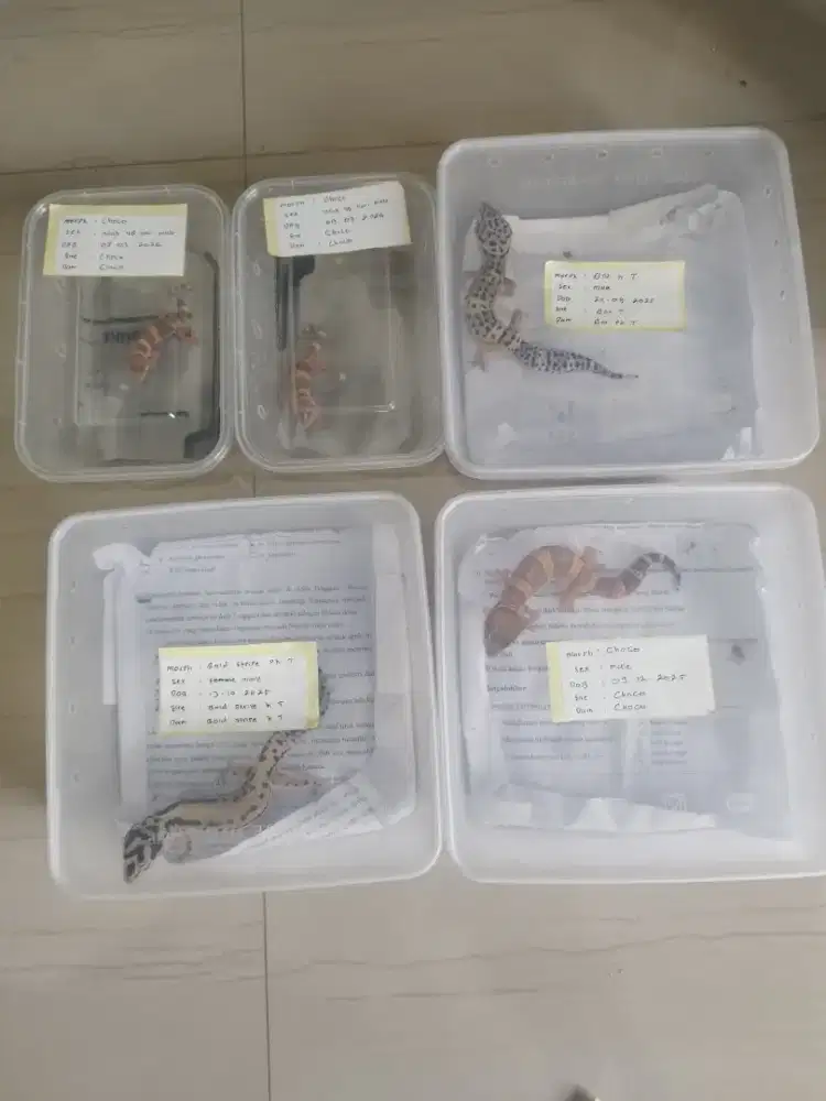 Gecko banyak pilihan