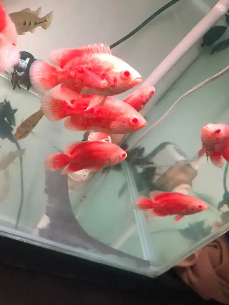 Ikan Oscar red paris/chili