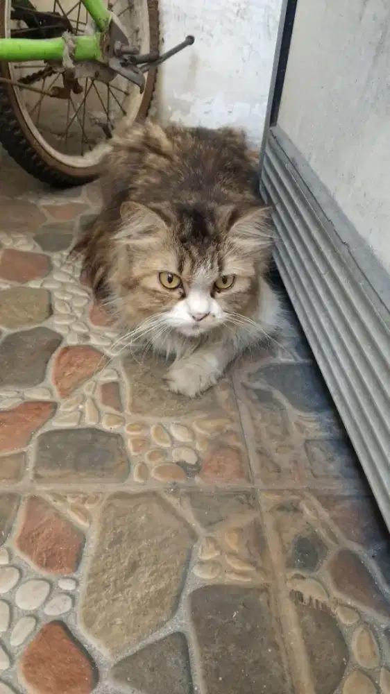 Jual kucing persia hrg 500.000