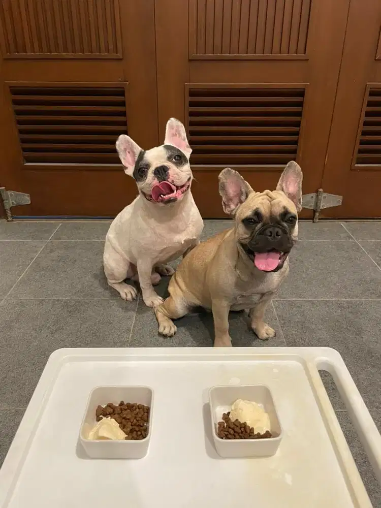 FRENCH BULLDOG (frenchie)