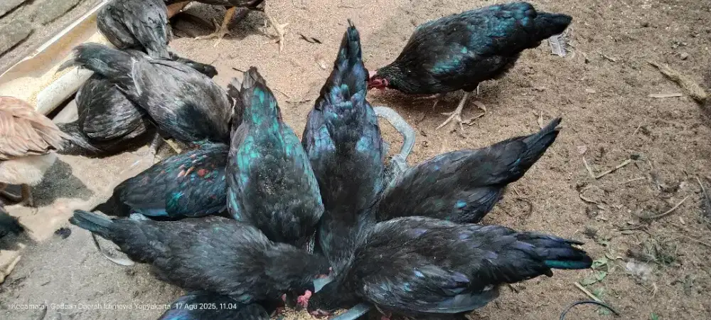 Ayam KUB-1 umur 8 bln