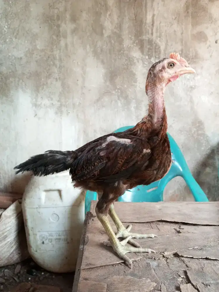 ayam mangon bulbi x pakhoy