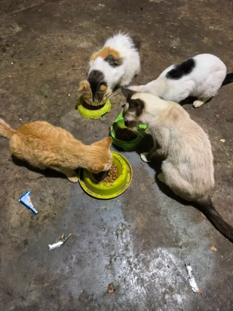 4 anabul himalayan dan mix persia