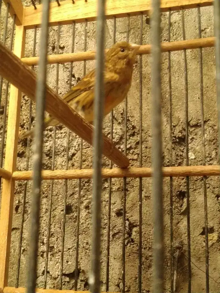 Kenari paud betina fs warna bon