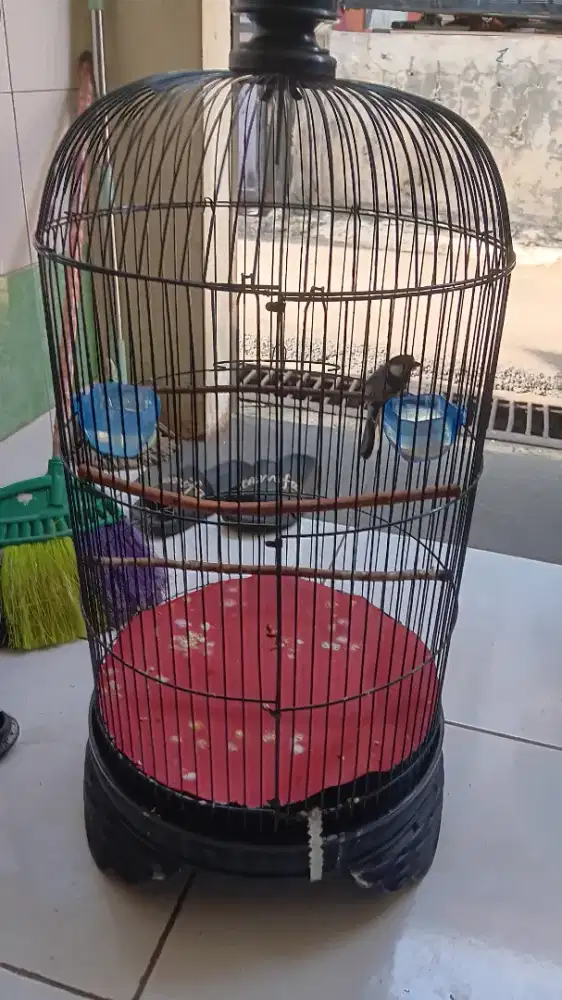 Burung gelatik batu