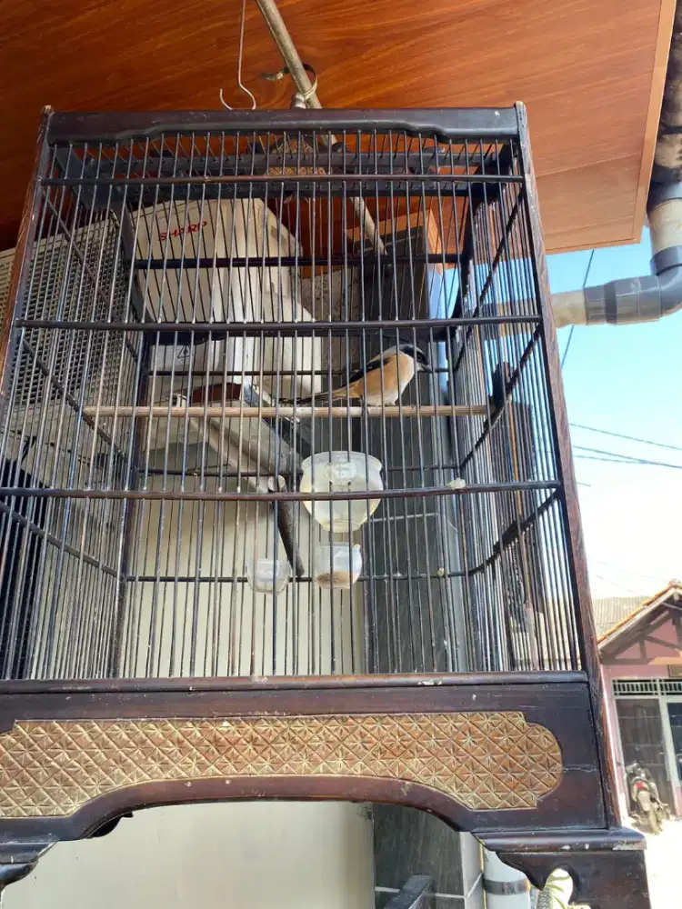 Burung pentet ktp kurang paham