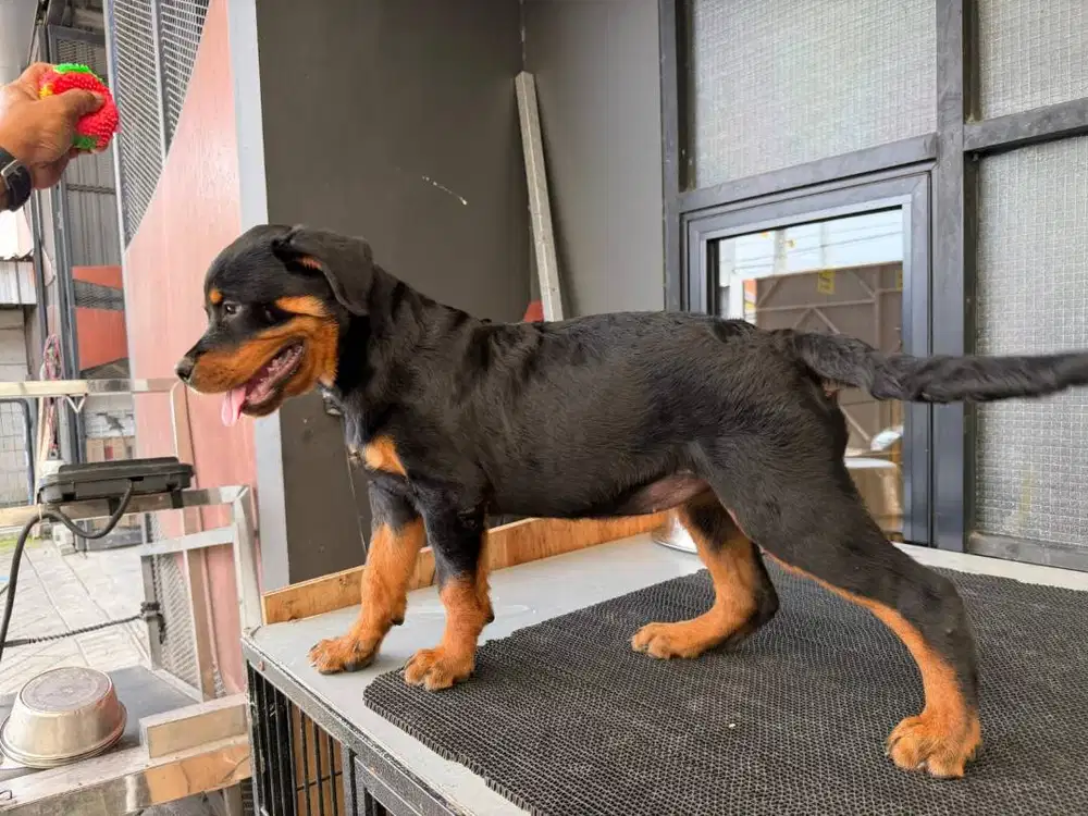 Puppy Rottweiler