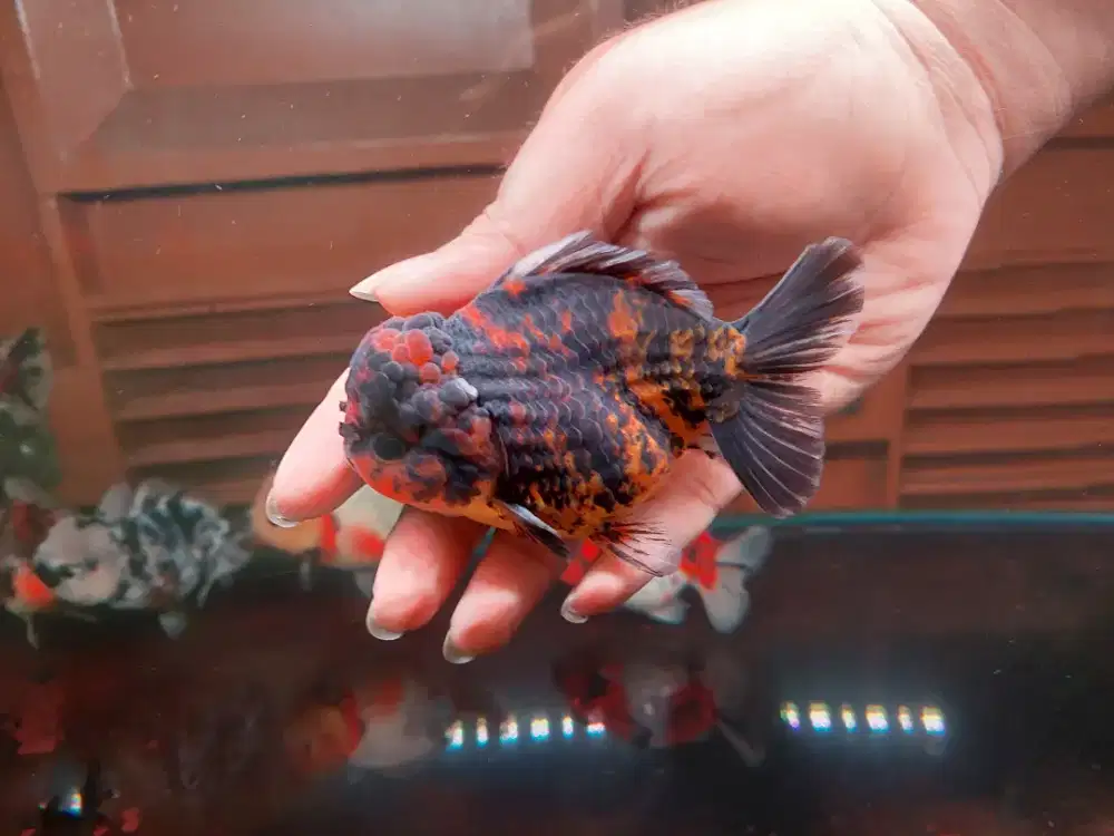 Ikan Mas Koki Oranda Short Tail Size 13 Cm
