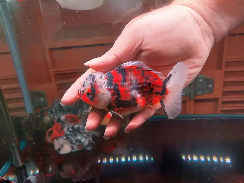 Ikan Mas Koki Oranda Short Tail Size 13 Cm